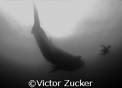 filming mr. big at darwin in galapagos by Victor Zucker 